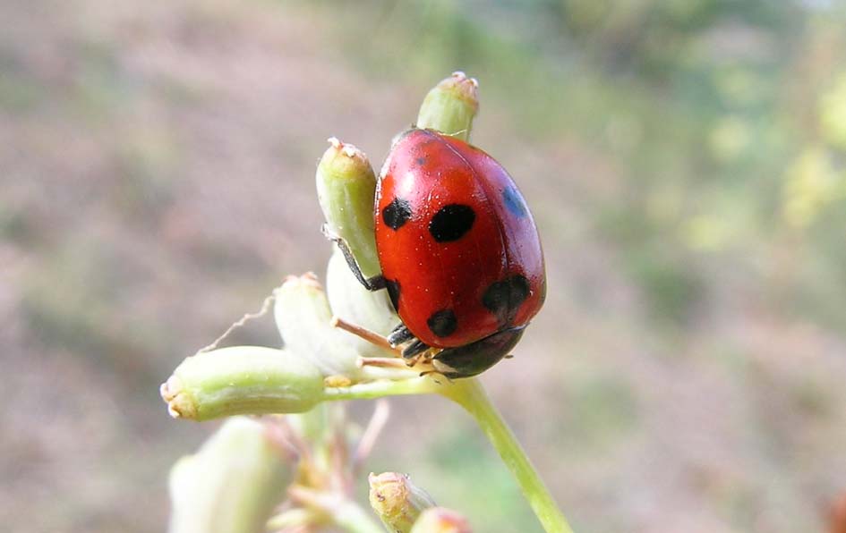 Coccinella undecimpunctata,,, anzi no, Ceratomegilla undecimnotata